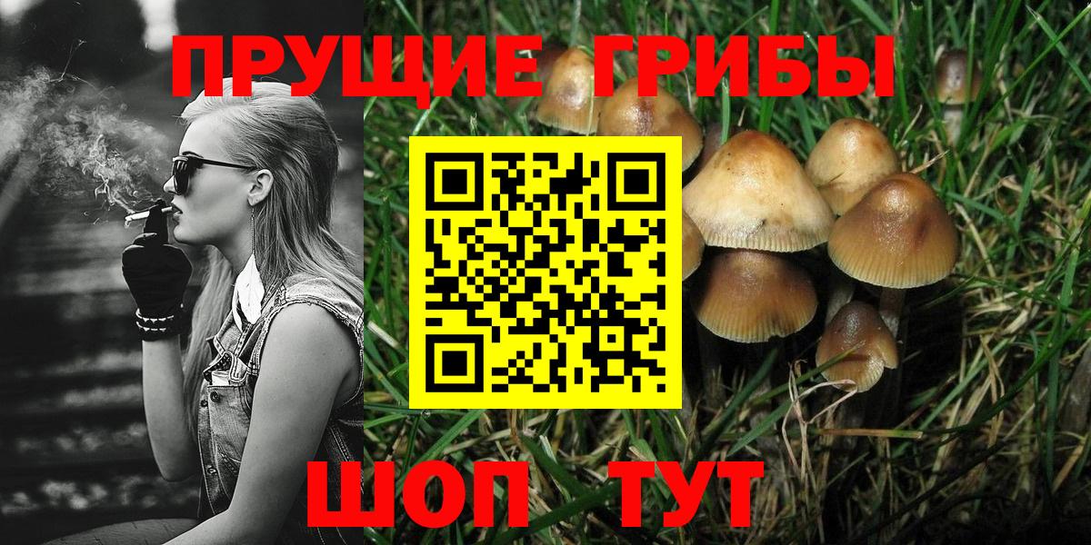 Шарыпово  Псилоцибиновые грибы Psilocybe  Вход с VPN  Галлюциногенные грибы прущие грибы 